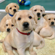 The study involved 375 budding service dogs from the Canine Companions service dog organization.